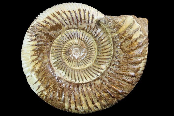 Perisphinctes Ammonite - Jurassic #90457